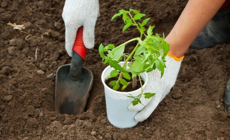 Самая эффективная и простая подкормка для помидоров: что положить в лунки при высадке рассады - today.ua
