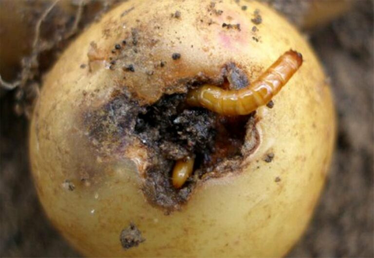 Чим полити город, щоб врятувати картоплю від дротяника: дві отрути без хімії - today.ua