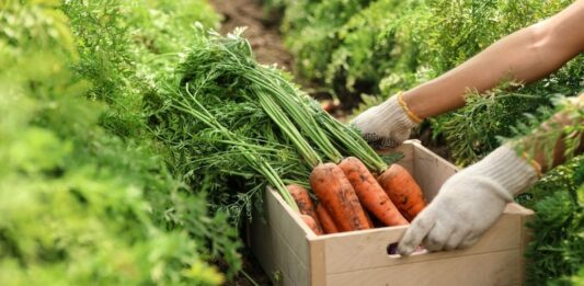 Буде солодка та хрумка: ідеальне підживлення моркви після посадки без хімії - today.ua