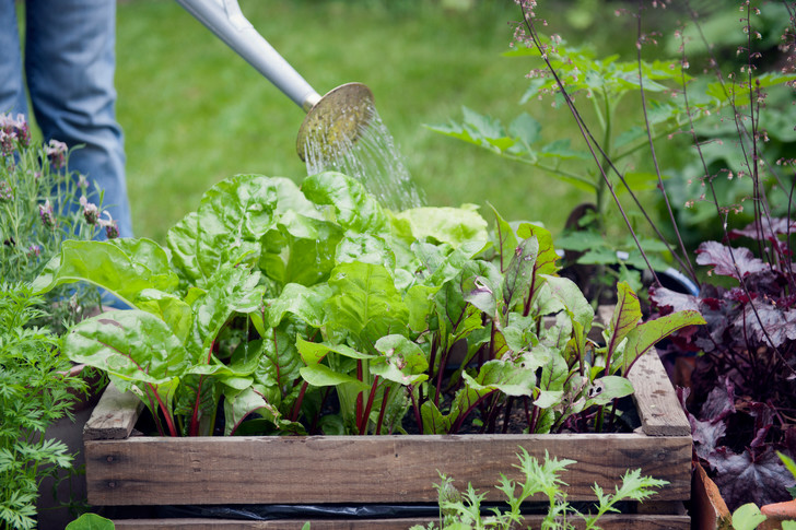 Чем поливать свеклу, чтобы овощ вырос сладким: рецепт эффективной натуральной подкормки
