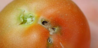 В Україну завезли заражені томати з Туреччини - today.ua