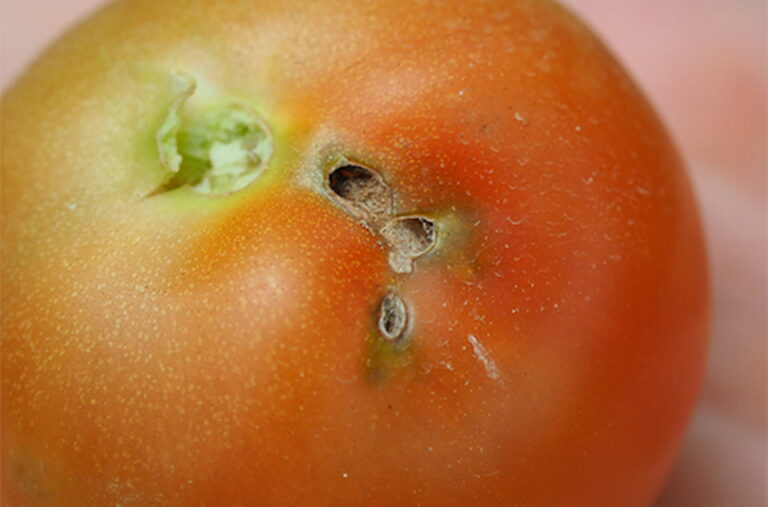 В Украину завезли зараженные томаты из Турции - today.ua