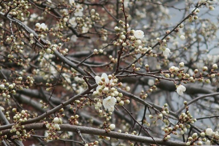 По квітучих садах ударять морози: синоптики попереджають про нічні заморозки і несприятливу погоду - today.ua