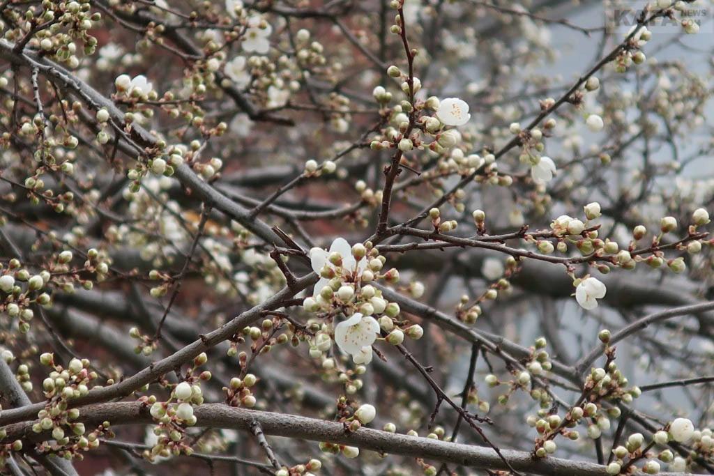 По квітучих садах ударять морози: синоптики попереджають про нічні заморозки і несприятливу погоду