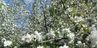 Як врятувати квітучий садок від заморозків, які йдуть в Україну: швидка допомога для плодових дерев - today.ua