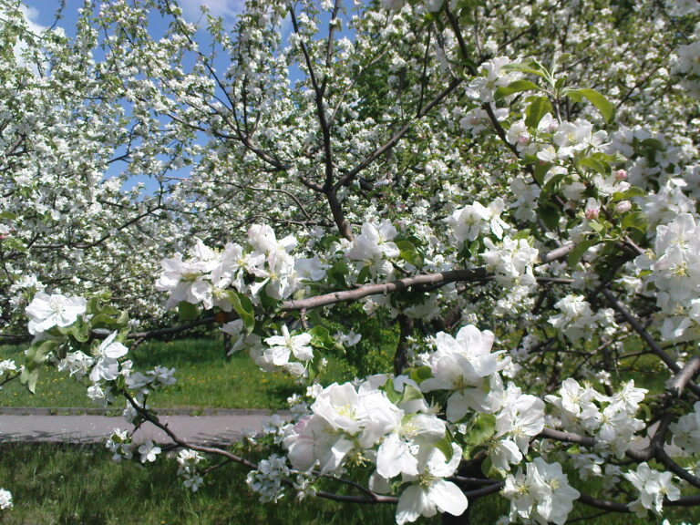 Как спасти цветущий сад от заморозков, которые идут в Украину: скорая помощь для плодовых деревьев - today.ua
