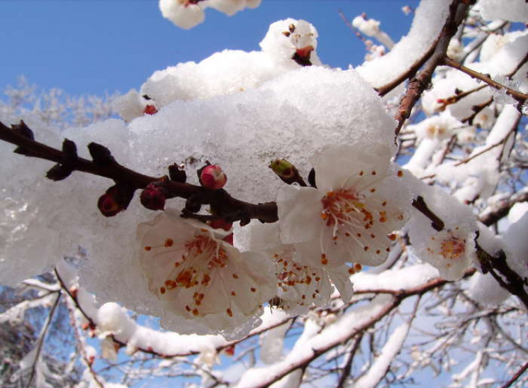 По квітучих садах ударять морози: синоптики попереджають про нічні заморозки і несприятливу погоду