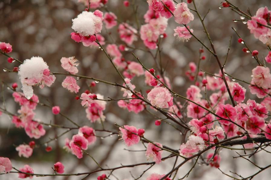 Як врятувати квітучий садок від заморозків, які йдуть в Україну: швидка допомога для плодових дерев