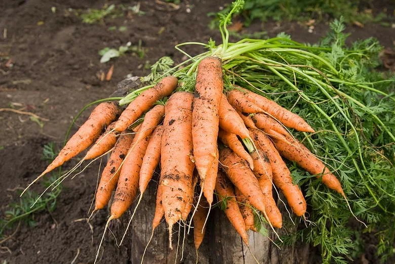 Буде солодка та хрумка: ідеальне підживлення моркви після посадки без хімії