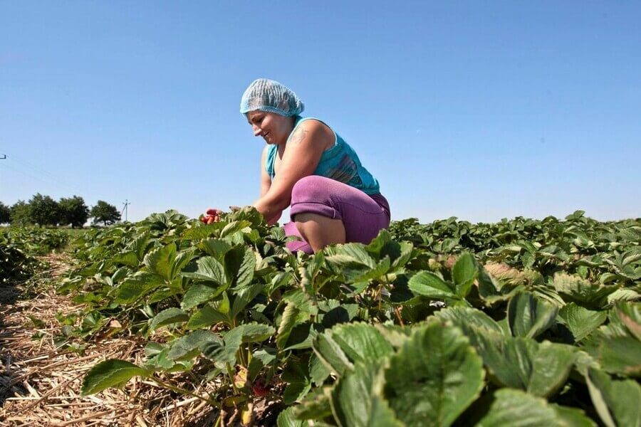 Стало известно, как украинцам считается стаж для пенсии при сезонных работах