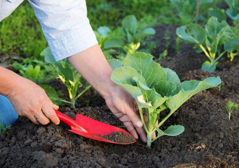 Як правильно садити капусту, щоб отримати багатий урожай