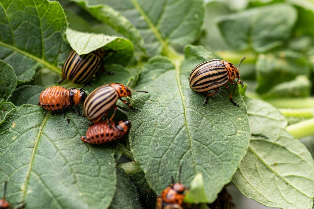 Колорадський жук не знайде картоплю: що посадити влітку у міжряддя, щоб захистити врожай