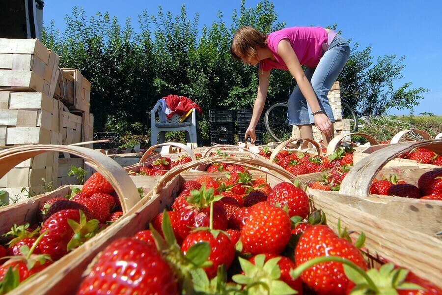 В Украине начала дорожать клубника: что повлияло на цену ягоды