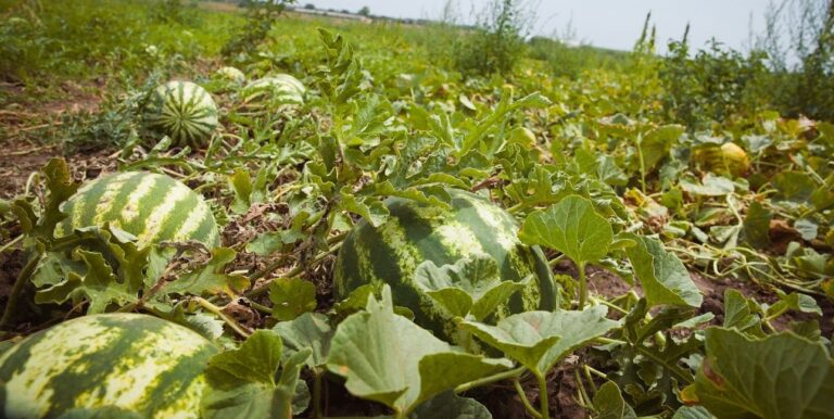 Аграрії розповіли, що буде з врожаєм кавунів після підриву Каховської ГЕС - today.ua