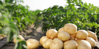 Колорадський жук не знайде картоплю: що посадити влітку у міжряддя, щоб захистити врожай - today.ua