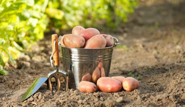 Чем подкормить картошку, чтобы не хватало ведер для урожая: секреты опытных огородников - today.ua