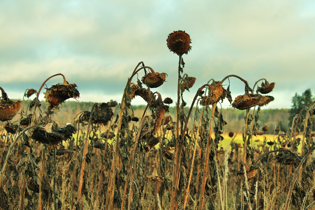 На Украину надвигается аграрная катастрофа из-за подрыва Каховской ГЭС: гигантская оросительная система уже без воды - today.ua