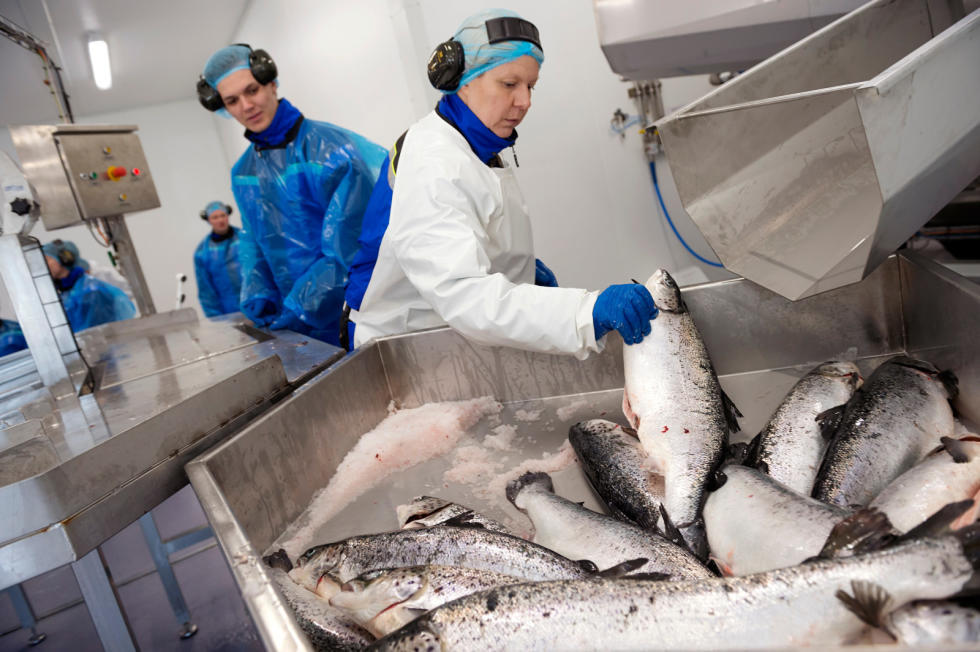 Украинские беженцы будут получать за работу в Норвегии втрое больше, чем в Польше - today.ua