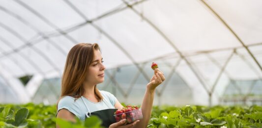 Сезонна робота у Великобританії: скільки максимально можуть заробити українці без знання англійської мови - today.ua