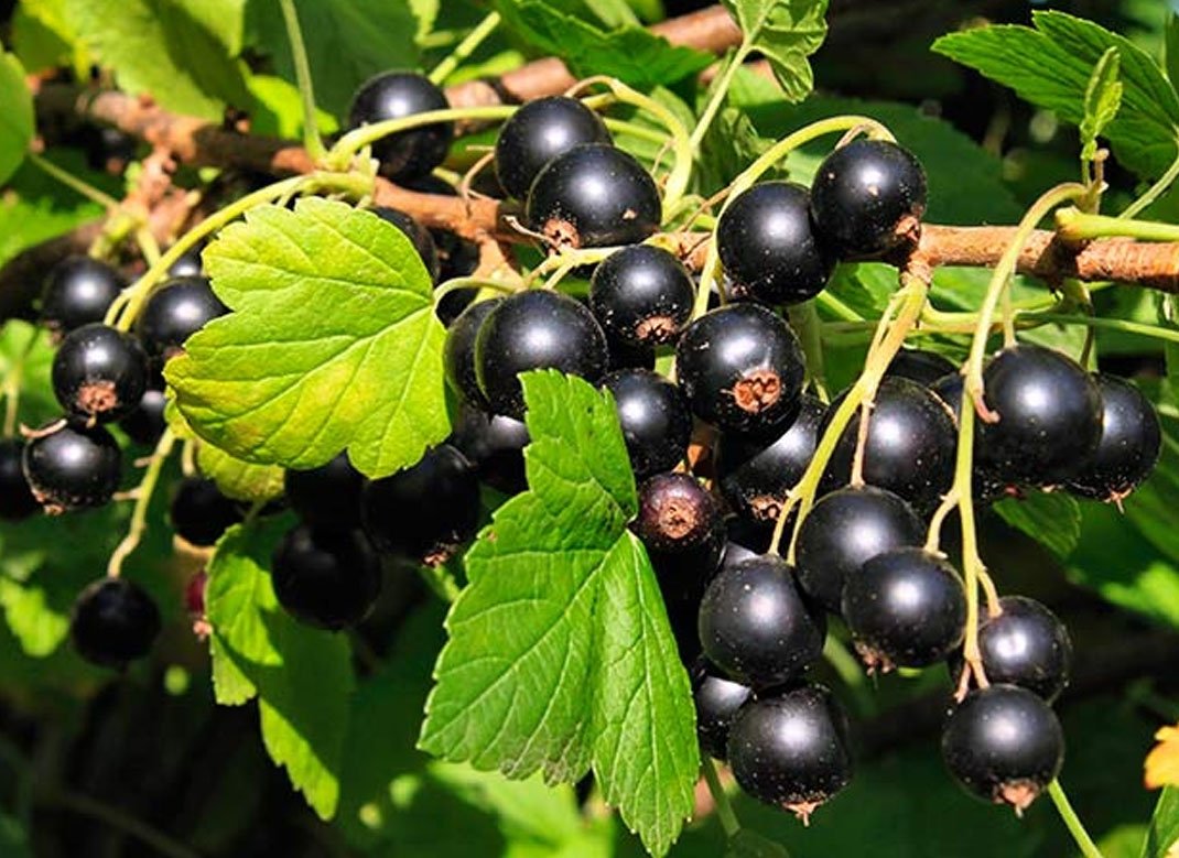 На рынке появилась еще одна украинская ягода: цены на смородину очень отличаются от прошлогодних - today.ua