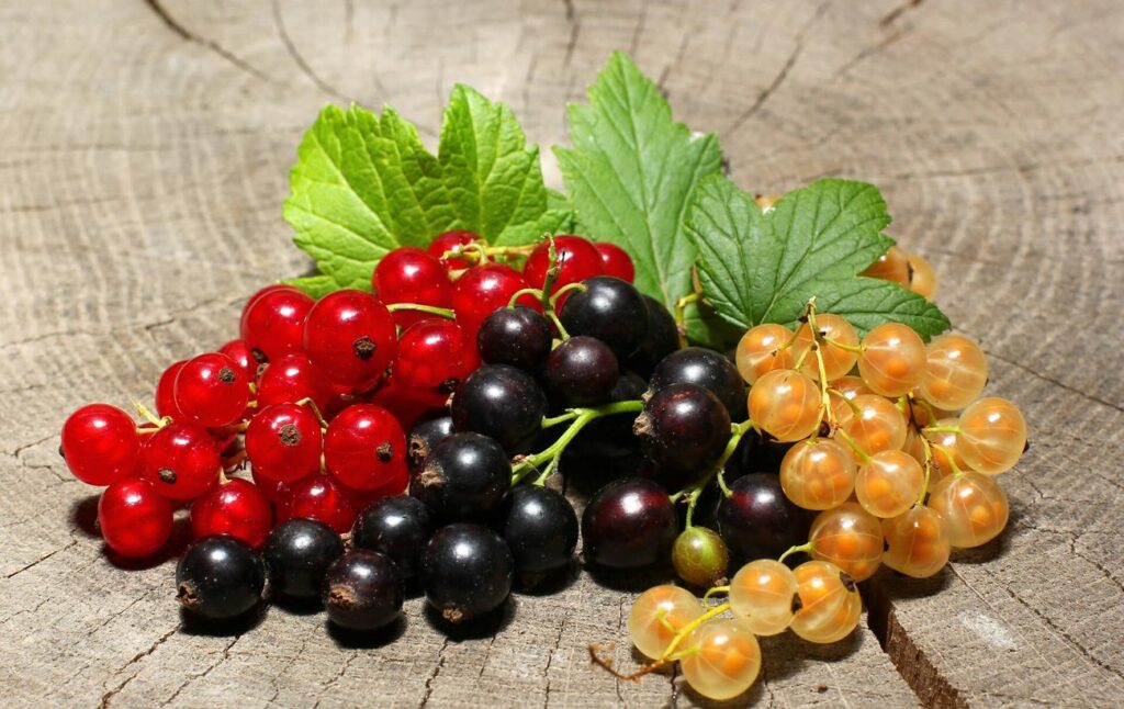 На ринку з'явилась ще одна українська ягода: ціни на смородину дуже відрізняються від минулорічних