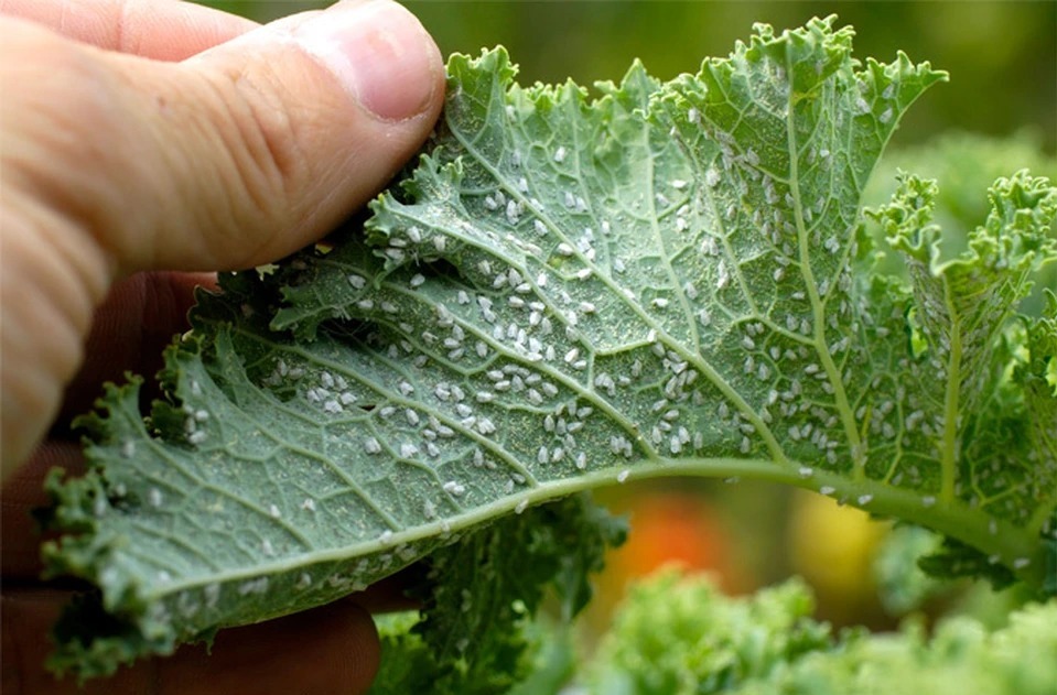 Суперзасіб від попелиці на городі: як позбутися шкідників