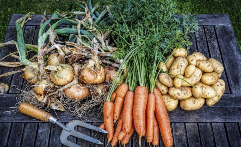 В Украине снизились цены на картофель, капусту, морковь и помидоры: сколько стоят сезонные овощи в конце июля - today.ua