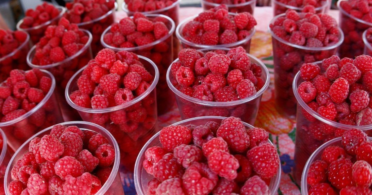 В Украине стартовал сезон малины: сколько стоит сезонная ягода на рынках и в супермаркетах