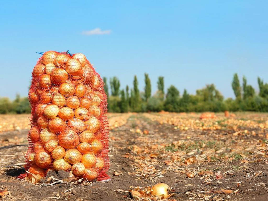 Що посадити на грядці після цибулі: поради досвідчених городників