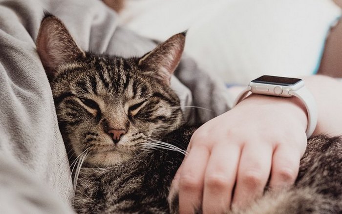 Ученые рассказали, кому нельзя спать в одной кровати с кошками