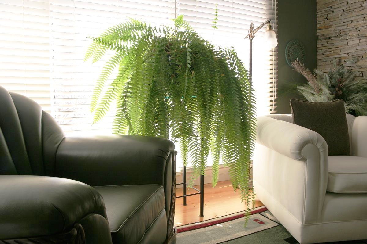 Какие комнатные цветы поглощают тепло и охлаждают воздух в помещении: подборка растений