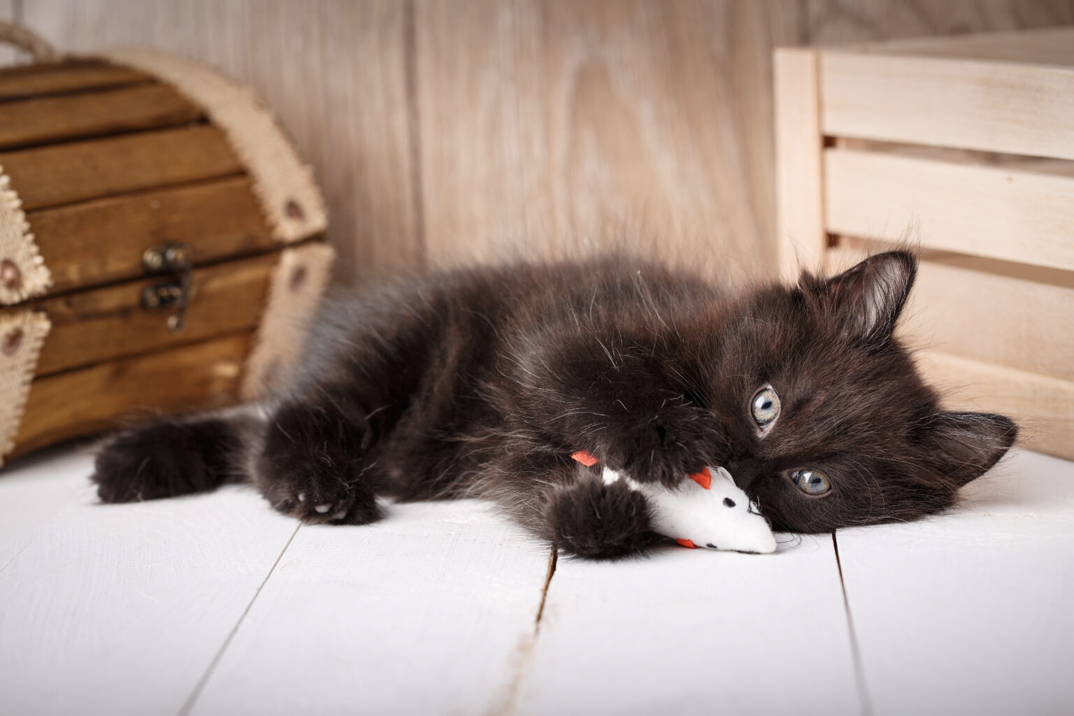 Вчені розповіли, кому не можна спати в одному ліжку з кішками