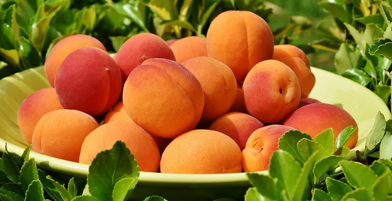 Появились прогнозы по ценам на абрикосы этим летом