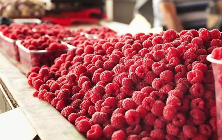 В Украине стартовал сезон малины: сколько стоит сезонная ягода на рынках и в супермаркетах - today.ua