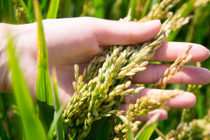 Незабаром в Україні зростуть ціни на рис: подорожчання буде значним