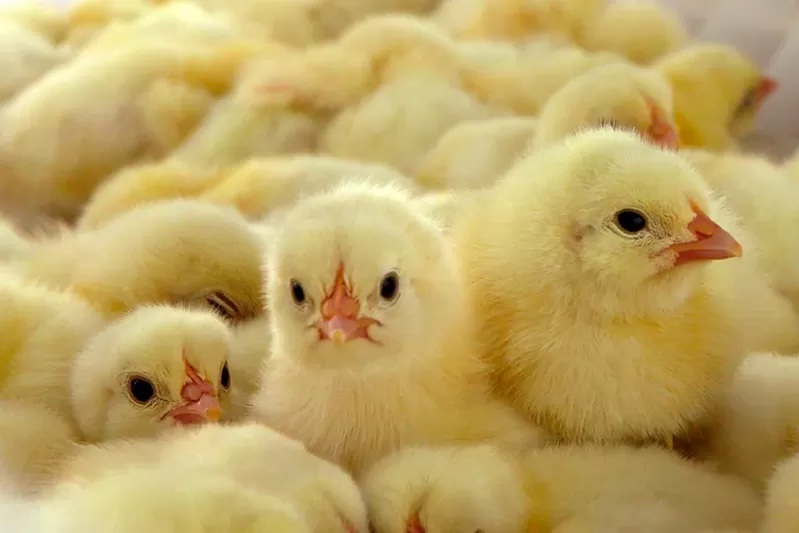 Україна закрила в'їзд для курятини та яєць із Польщі через смертоносне захворювання