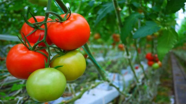 Чем полить помидоры, если они долго не краснеют - today.ua