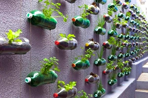 Вертикальна грядка із пластикових пляшок: як перетворити шматок стіни на куточок корисної зелені
