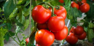 В Україні обвалилися ціни на ґрунтові помідори: аналітики назвали головну причину  - today.ua
