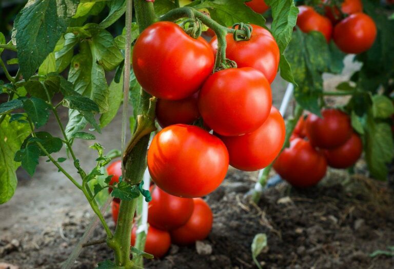 В Украине обвалились цены на грунтовые помидоры: аналитики назвали главную причину - today.ua