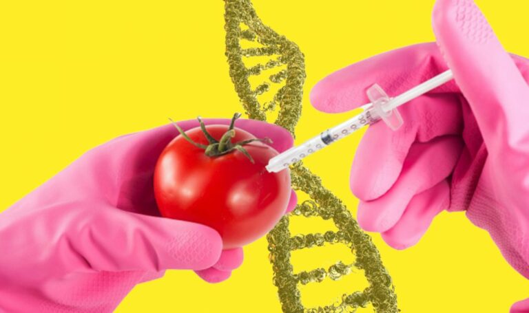 В Україні легалізували ГМО: Верховна Рада підтримала законопроєкт - today.ua