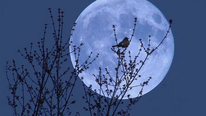 Блакитний Місяць: в останню ніч літа українці зможуть спостерігати рідкісне астрономічне явище