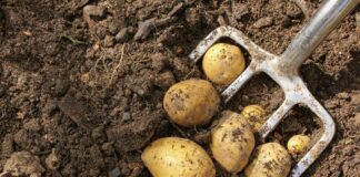 Коли потрібно викопувати картоплю, щоб вона довше зберігалася: досвідчені городники порадили пройти простий тест - today.ua