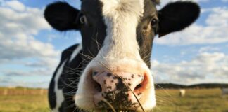 В Україні стрімко скорочується поголів'я корів: що буде з цінами на молочку - today.ua