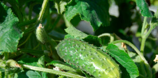Чим підживити огірки в серпні, щоб зібрати ще один врожай: рецепт ефективного засобу - today.ua