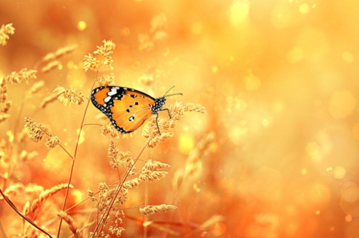 Жара усилится: синоптики рассказали, какой будет погода в Украине в последние дни августа