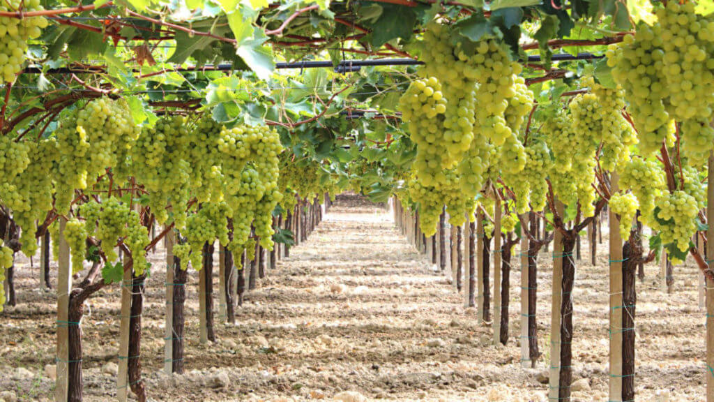 Чем полить виноград осенью, чтобы в новом году получить вдвое больше урожая