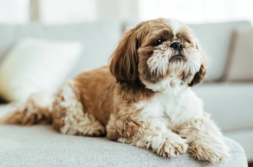 Не тільки чихуахуа та шпіц: топ-5 порід собак, які завжди виглядають як цуценята
