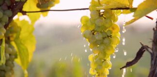 Чим полити виноград восени, щоб у новому році отримати вдвічі більше врожаю - today.ua
