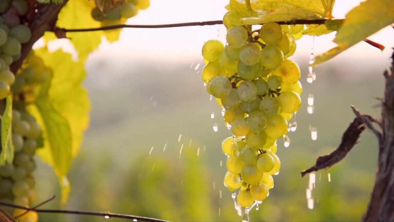 Чем полить виноград осенью, чтобы в новом году получить вдвое больше урожая - today.ua